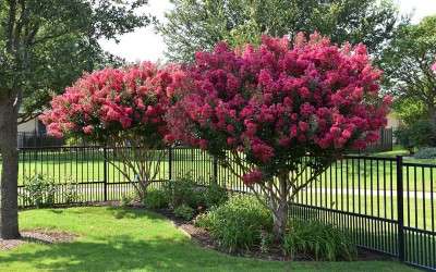 My Crape Myrtles are in Bloom