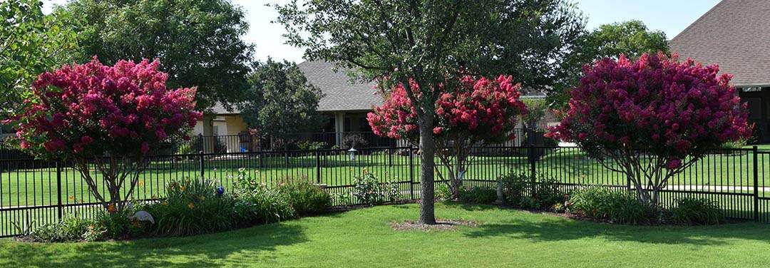 The Crape Myrtles Bloomed