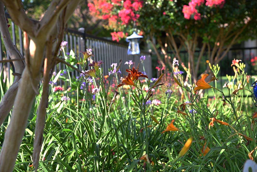 The Crape Myrtles Bloomed with daylilies and bird feeder