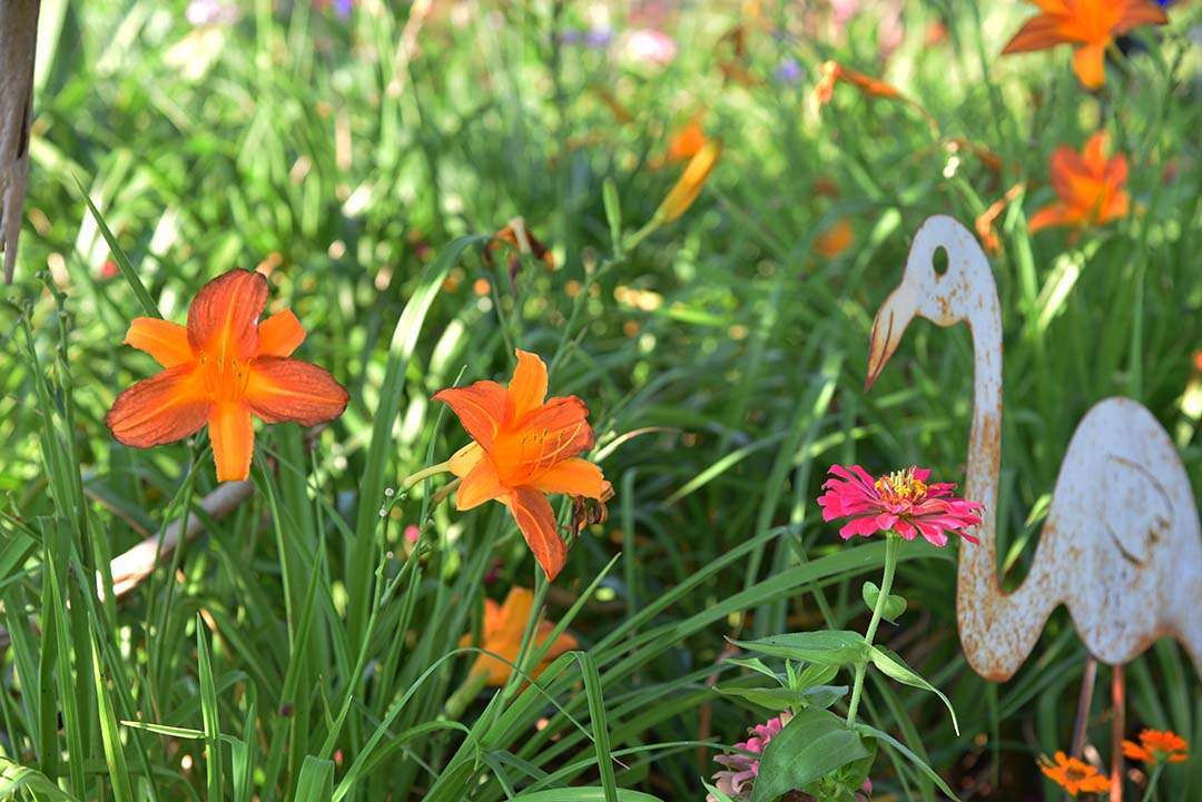 The Crape Myrtles Bloomed with flamingo and daylilies