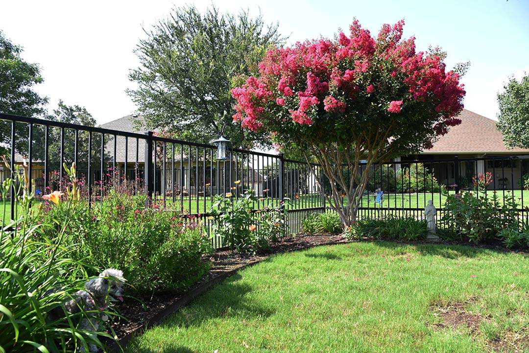 The Crape Myrtles Bloomed with Izzie