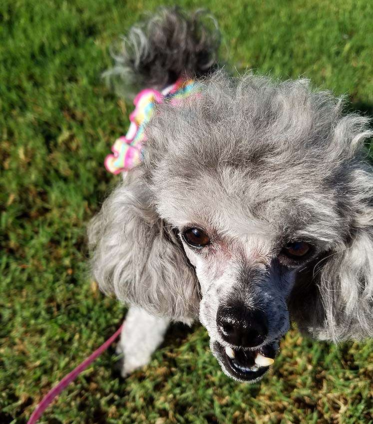 Happy 4th of July - Izzie waiting for the parade to begin