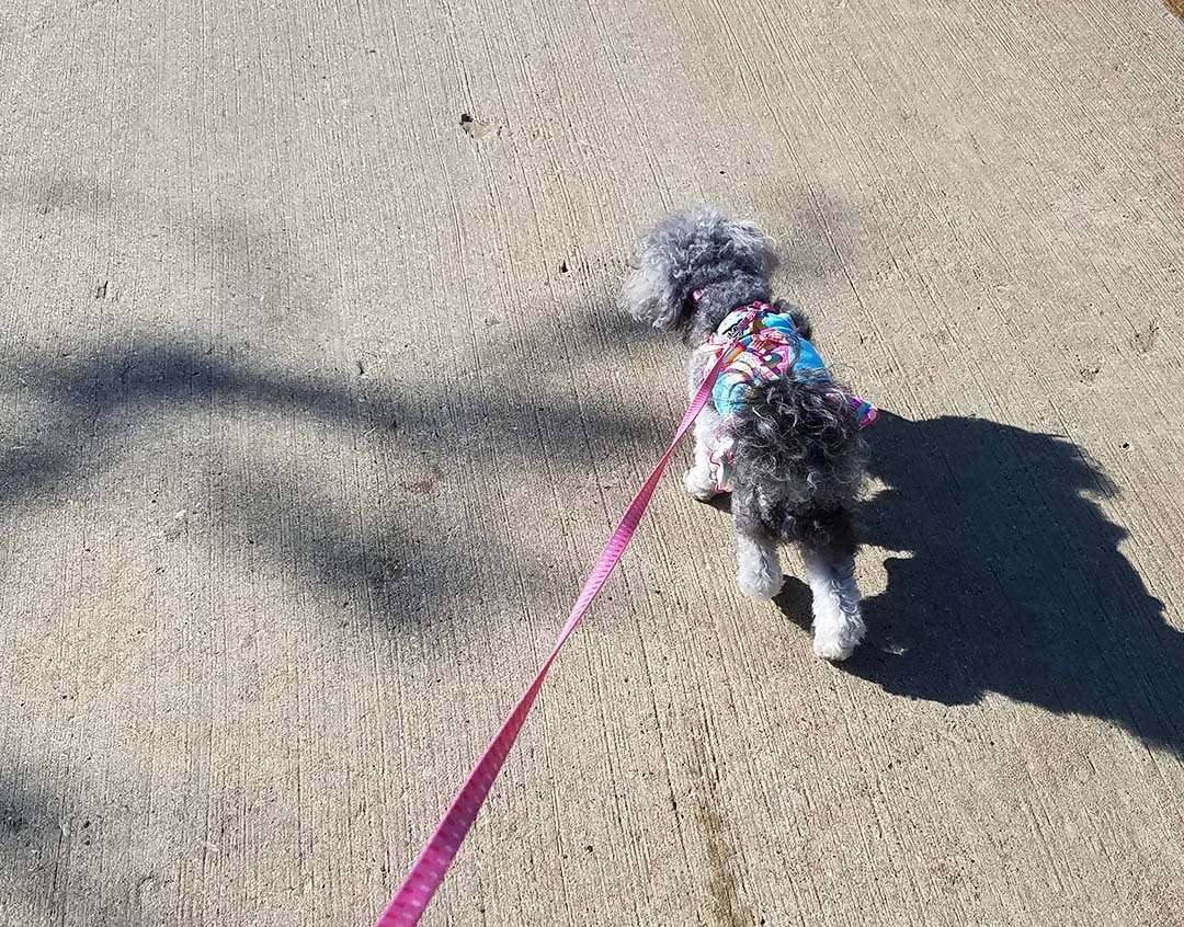 Happy 4th of July - Izzie walking in the parade