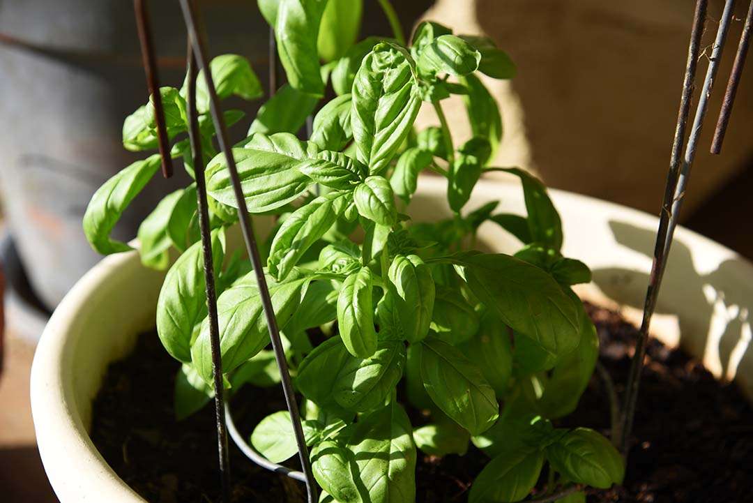 Potted Herbs on My Backporch - Emily Basil