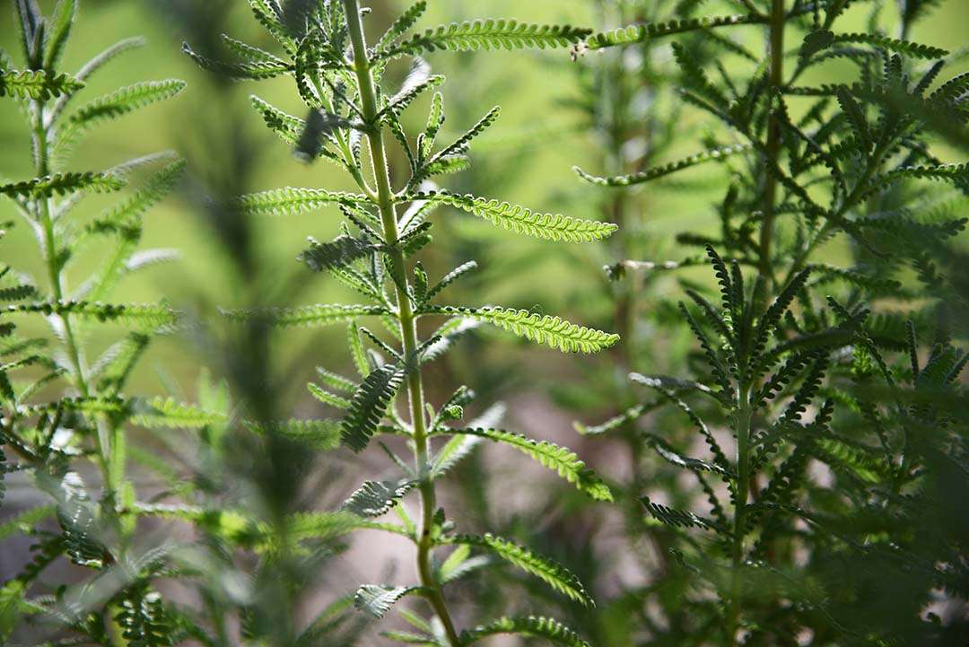 Potted Herbs on My Backporch - French Lavender