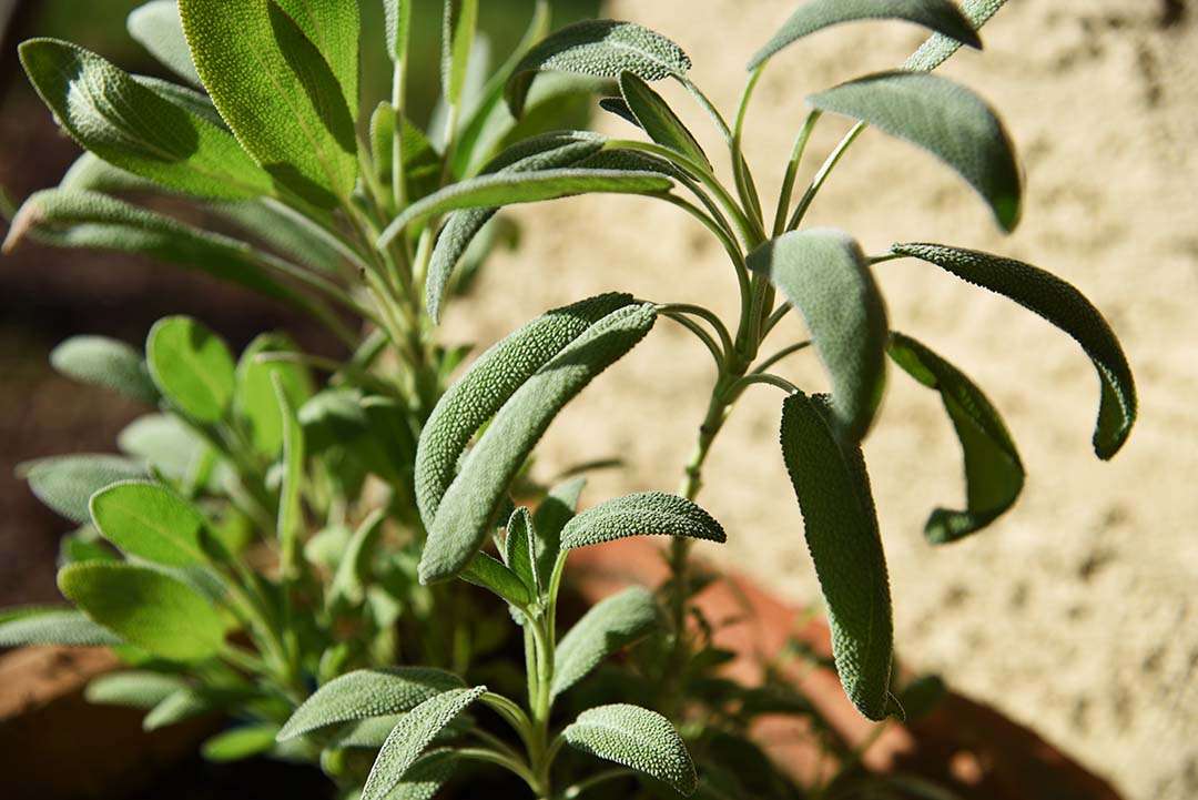 Potted Herbs on My Backporch - Garden Sage