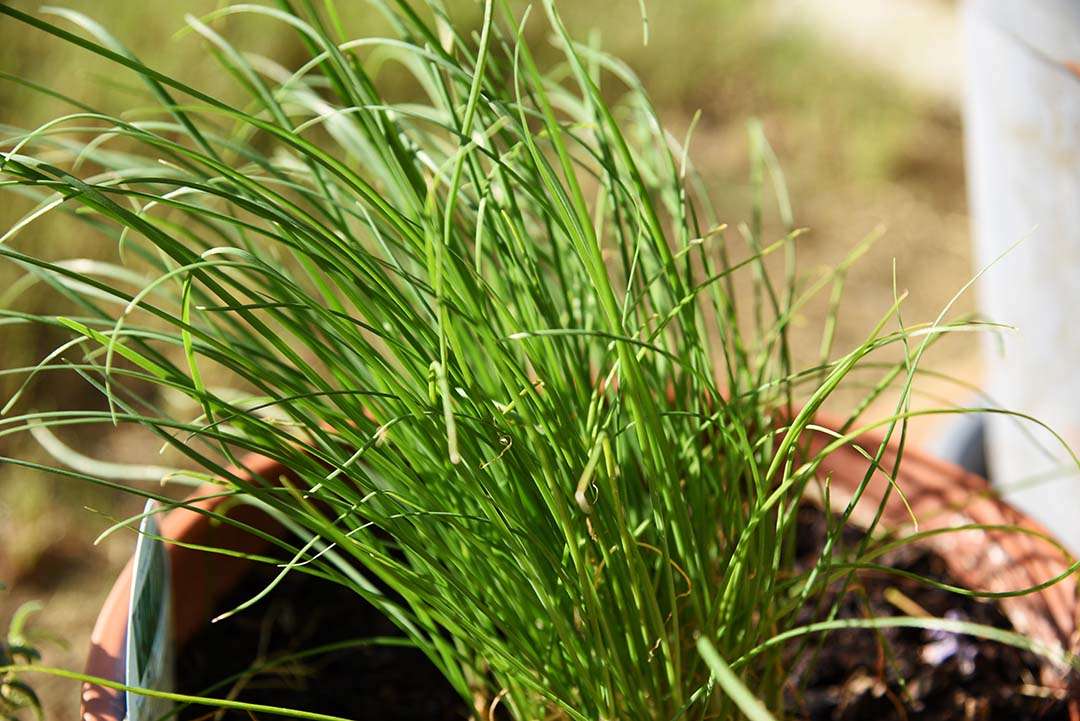 Potted Herbs on My Backporch - Garlic Chives