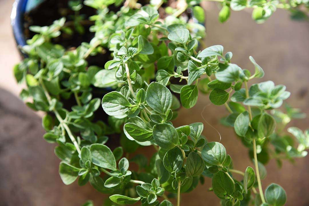 Potted Herbs on My Backporch - Italian Oregano