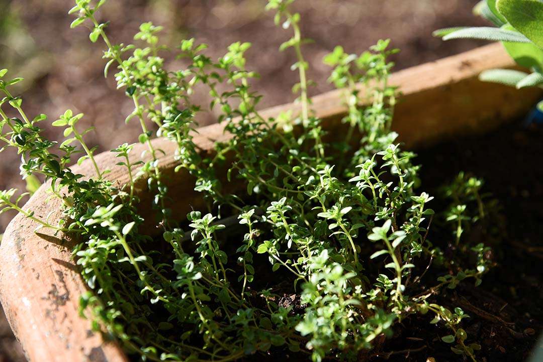 Potted Herbs on My Backporch - Lemon Thyme