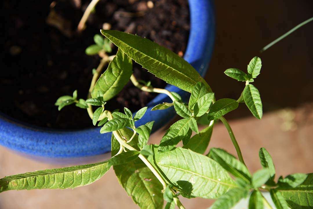 Potted Herbs on My Backporch - Lemon Verbena