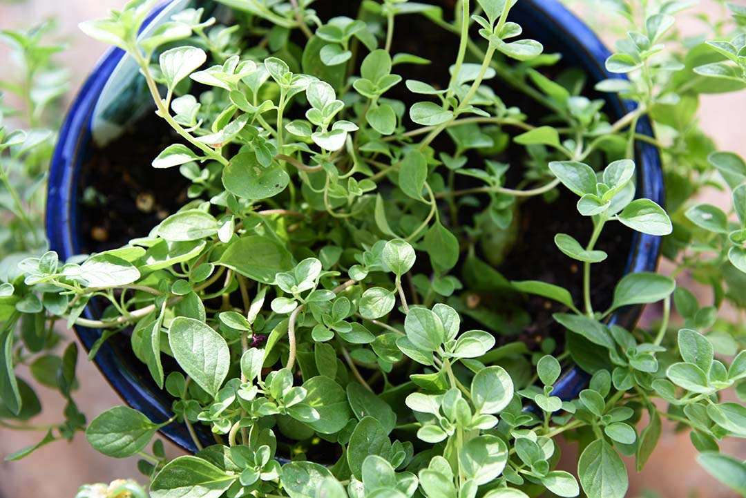 Potted Herbs on My Backporch - Marjoram