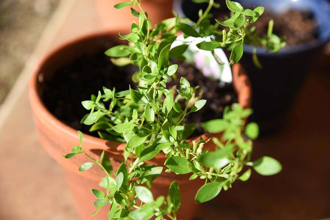 Potted Herbs on My Backporch - Mexican Oregano