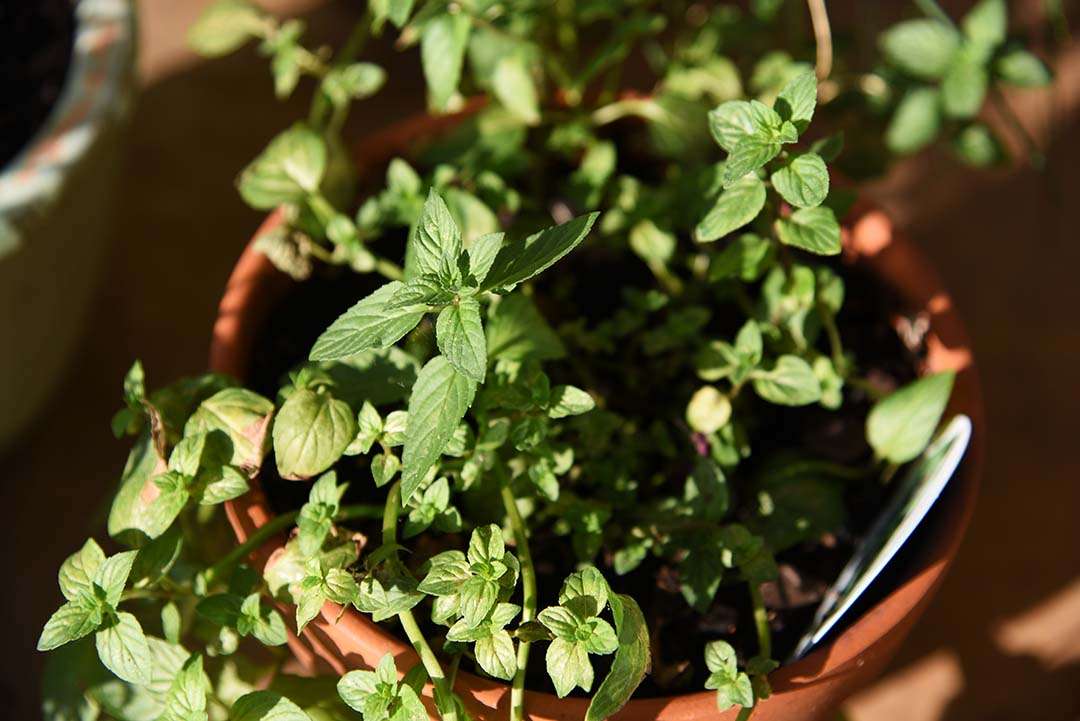 Potted Herbs on My Backporch - Peppermint