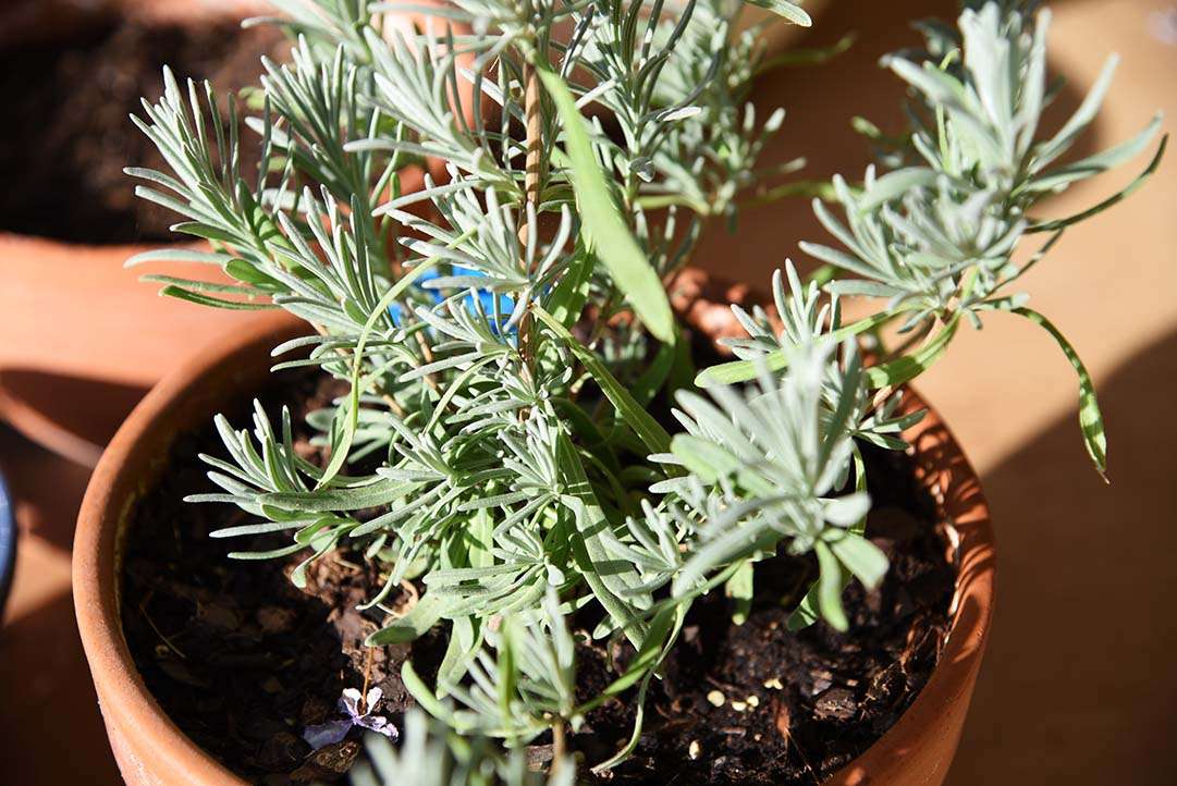 Potted Herbs on My Backporch - Provence Lavender