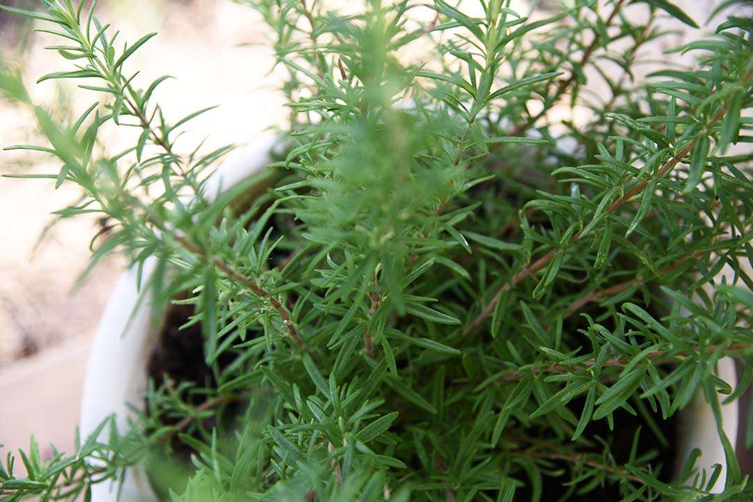 Potted Herbs on My Backporch - Rosemary