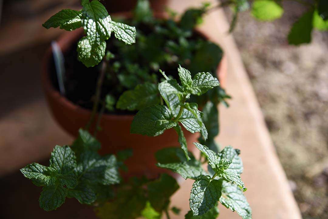 Potted Herbs on My Backporch - Spearmint