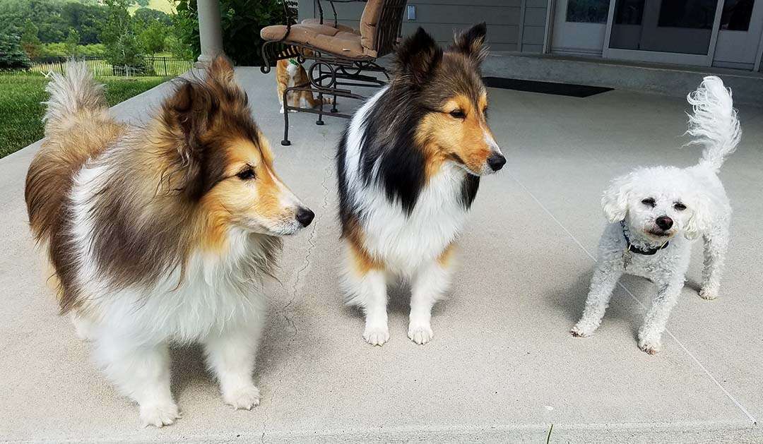 Quick trip to Iowa - Bailey, Luigi, Andy