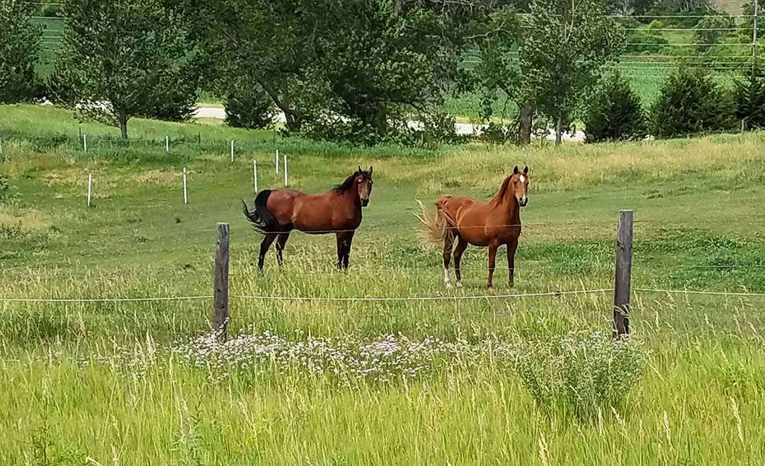 Quick trip to Iowa - George and Bolero