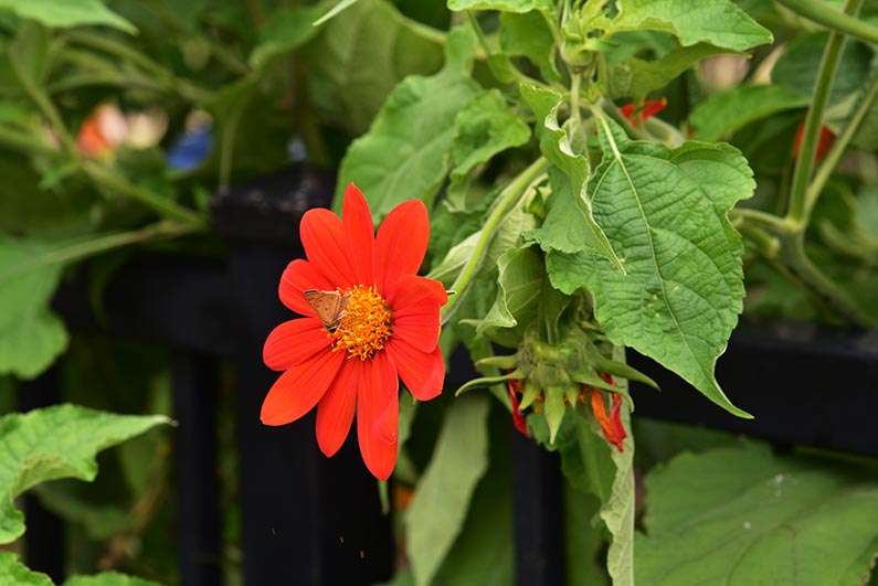 2017-08-23 Photos of My Flowers - Butterfly on Mexican sunflower