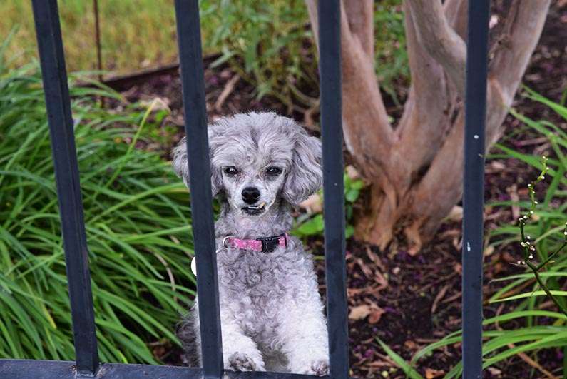 2017-08-23 Photos of My Flowers - Izzie behind the fence