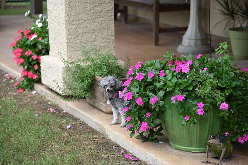 2017-08-23 Photos of My Flowers - Izzie next to flowers on the backporch