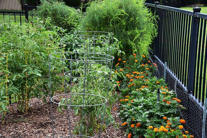 2017-08-23 Photos of My Flowers - Marigolds, tomatoes and asparagus fronds