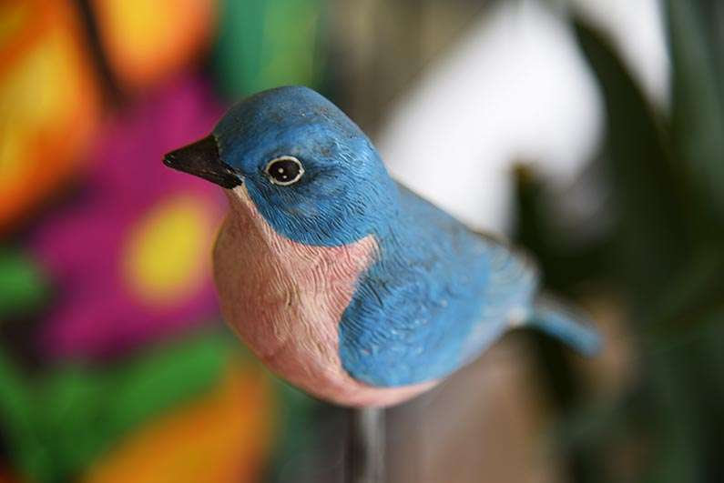 2017-08-23 Photos of My Flowers - Mom's bluebird