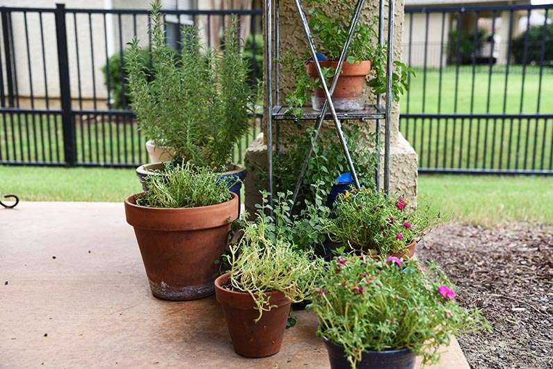 2017-08-23 Photos of My Flowers - More potted plants on the backporch