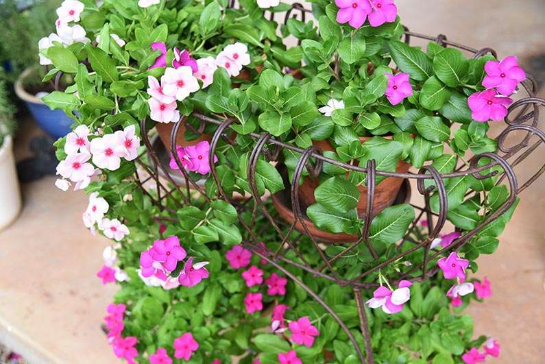 2017-08-23 Photos of My Flowers - Periwinkles