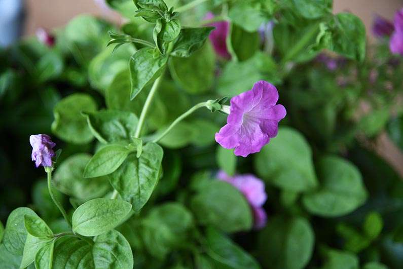 2017-08-23 Photos of My Flowers - Petunia