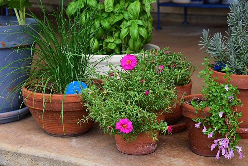 2017-08-23 Photos of My Flowers - Potted plants on the backporch