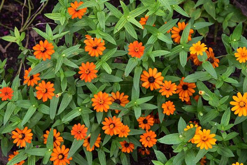 2017-08-23 Photos of My Flowers - Profusion zinnias