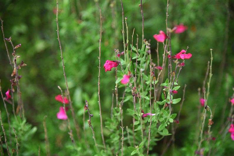 2017-08-23 Photos of My Flowers - Salvia