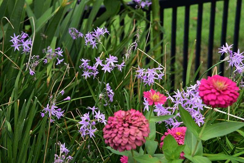 2017-08-23 Photos of My Flowers - Zinnias and garlic chives