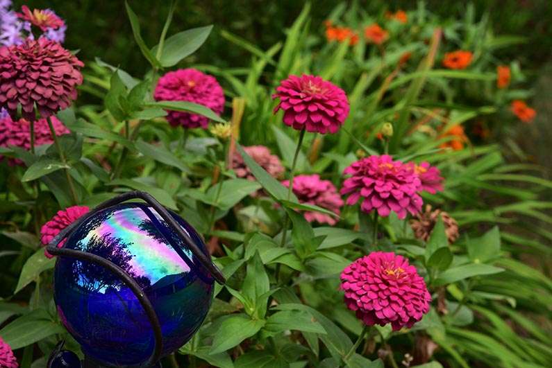 2017-08-23 Photos of My Flowers - Zinnias and gazing ball