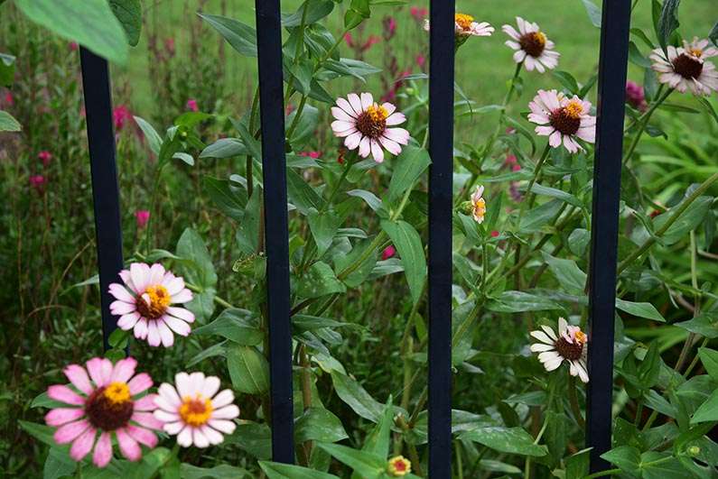 2017-08-23 Photos of My Flowers - Zinnias behind the fence