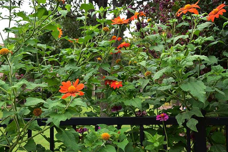 2018-08-23 Photos of My Flowers - Mexican sunflowers and zinnias