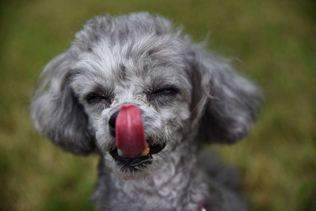 Izzie is Learning New Tricks - sticking out tongue