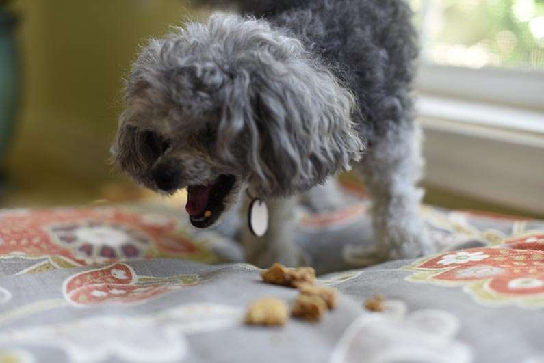 Happy Birthday Izzie - Izzie eating her treats