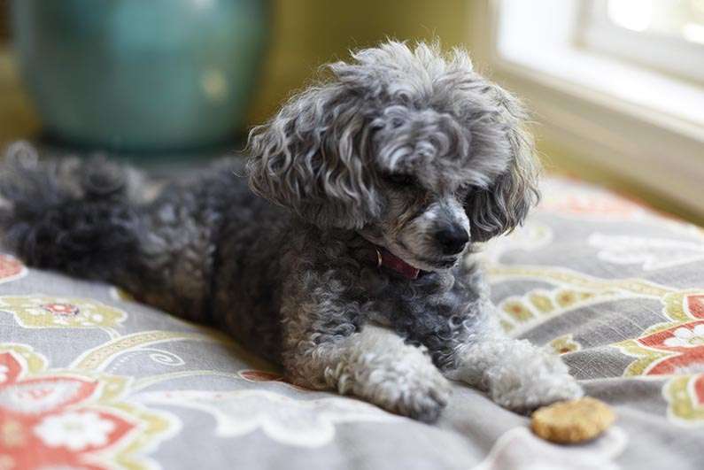 Happy Birthday Izzie - Izzie looking at her treats