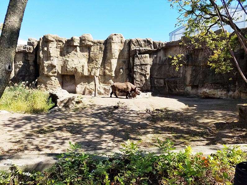 Walk through Lincoln Park in Chicago - Lincoln Park Zoo Rhinoceros