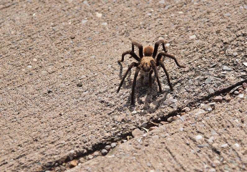 14 - 2017-11-07 Trip to Big Bend - Tarantula - 1