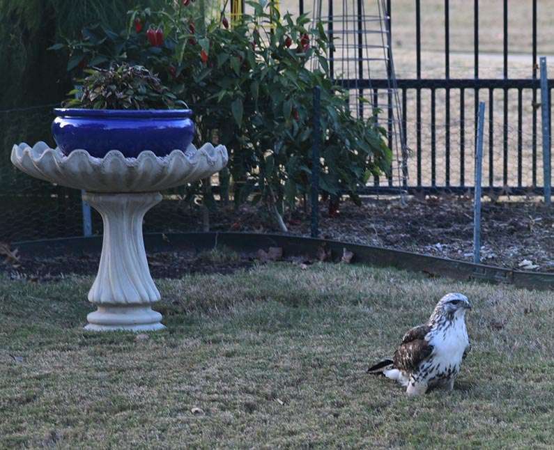 2017-11-22 Happy Thanksgiving - Hawk in the backyard