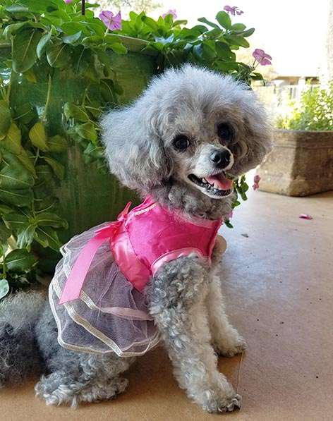 2017-11-22 Happy Thanksgiving - Izzie in her flower girl dress