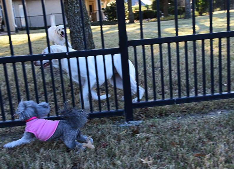 2017-11-22 Happy Thanksgiving - Izzie playing with Dixie & Patty