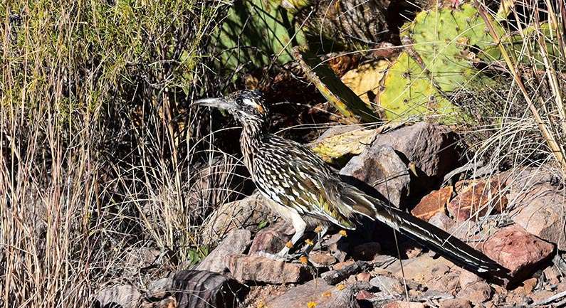 21 - 2017-11-07 Trip to Big Bend - Chisos Mountains - Hiking the Chisos Basin Loop Trail - Roadrunner - 1