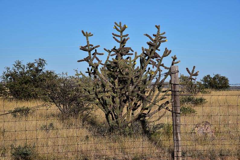 4 - 2017-11-07 Trip to Big Bend - Davis Mountains - 2