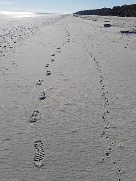 2018-02-01 Trip to Hilton Head Island SC - Footprints on the beach