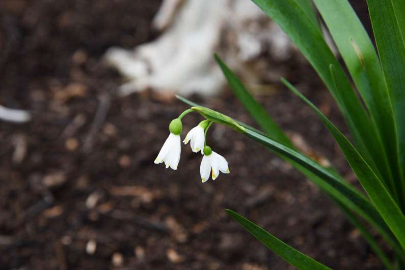 Happy Spring - snowflake flower