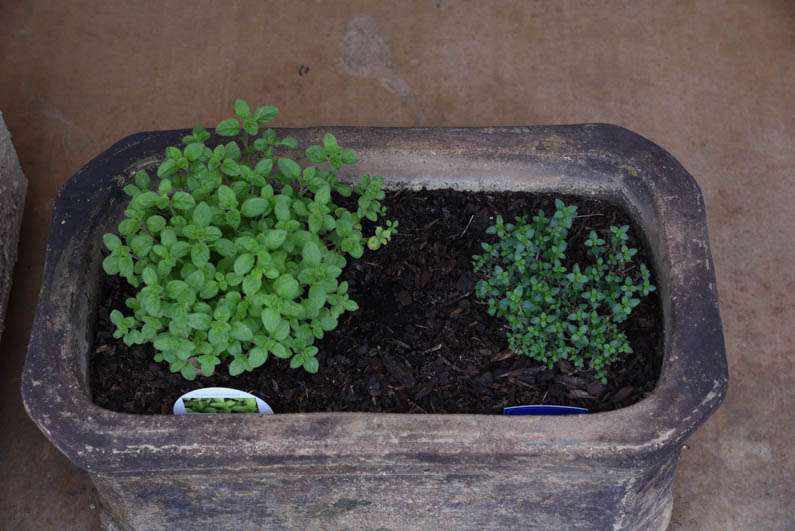 Happy Spring - oregano and thyme